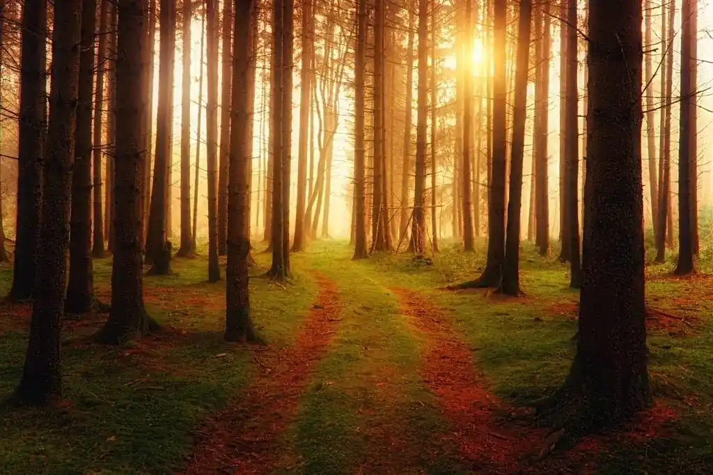 away, light, forest
