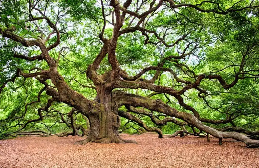 oak tree, tree, huge